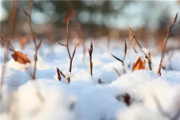 Den Garten winterfest machen