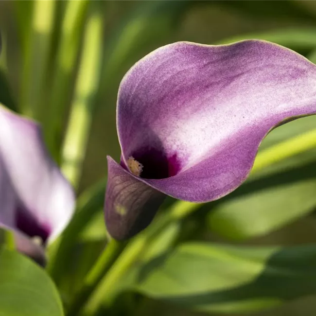 Frostempfindliche Schönheit: Calla überwintern