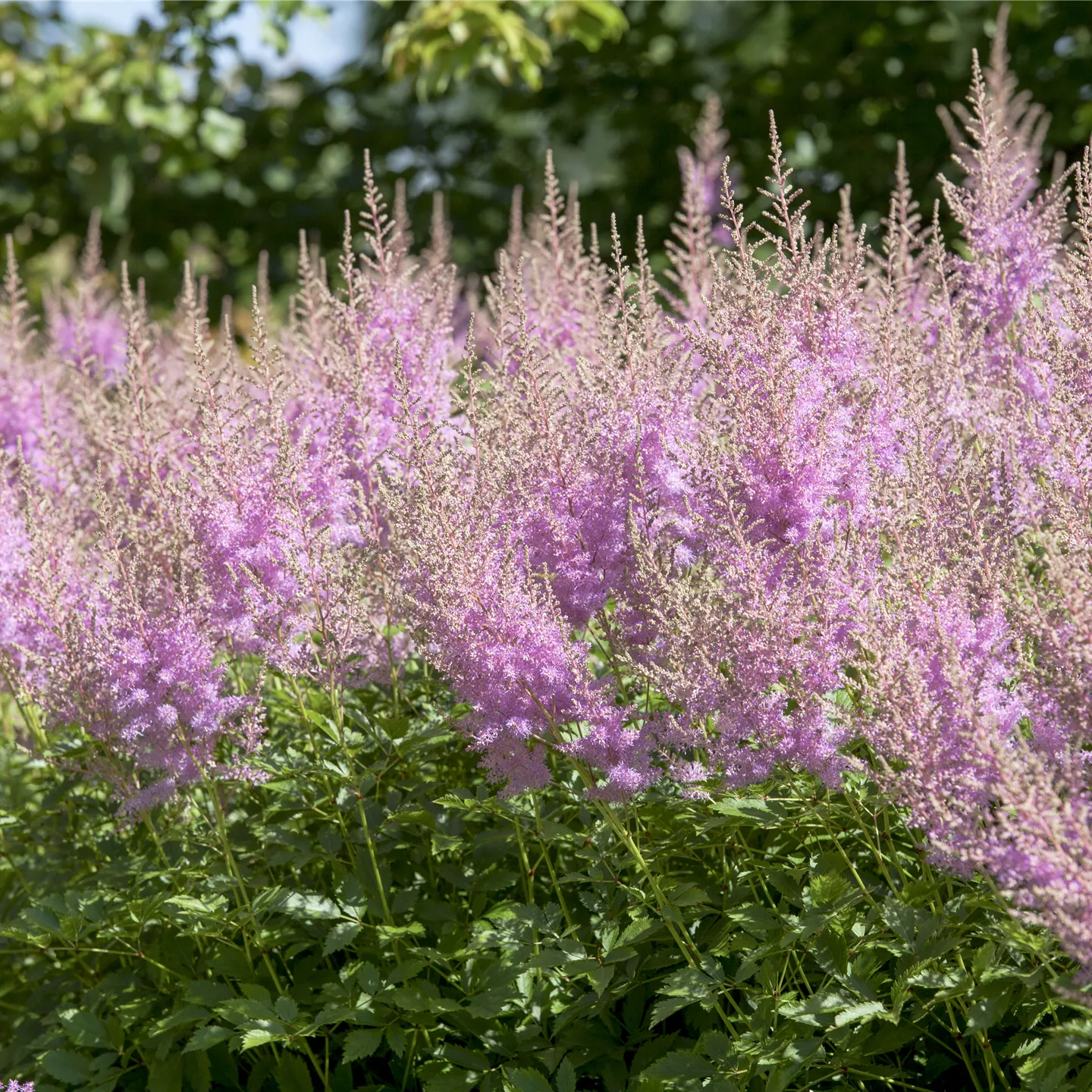 Astilbe x cult.'Younique Lilac' -R-