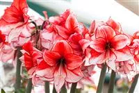 Amaryllis – pflanzen und pflegen im Haus