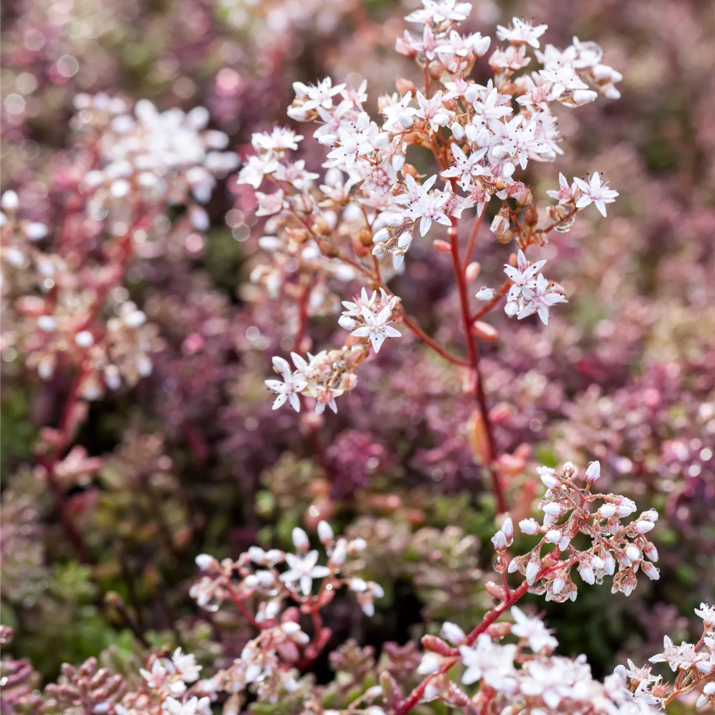 Sedum album 'Coral Carpet'