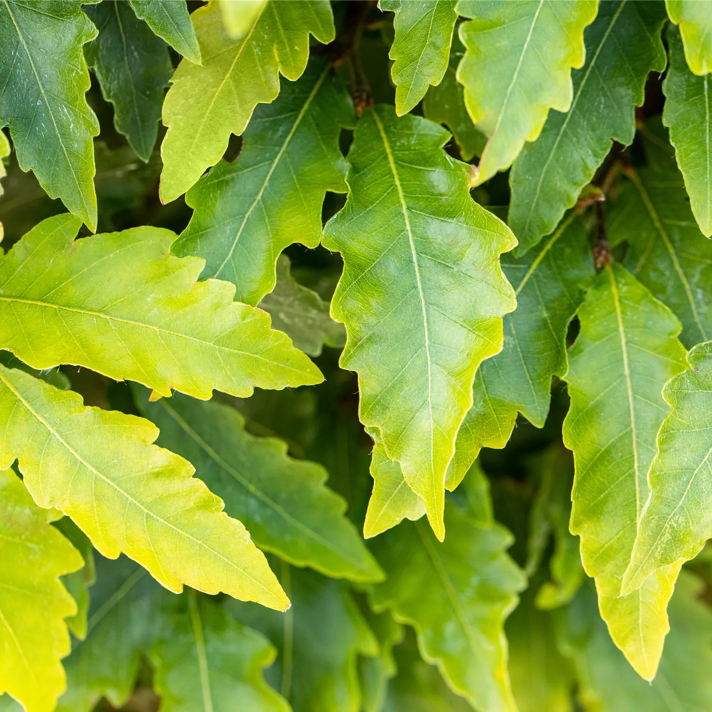 Fagus sylvatica 'Sandrode'