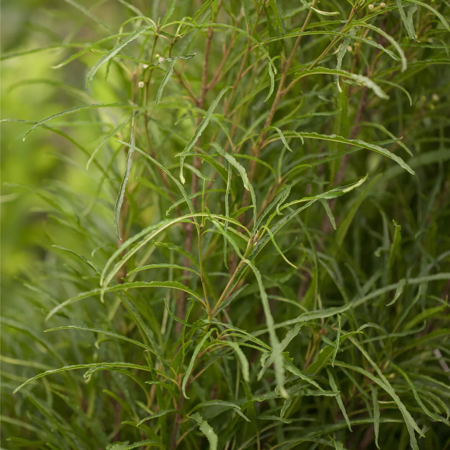 Rhamnus frangula 'Fine Line' -R-