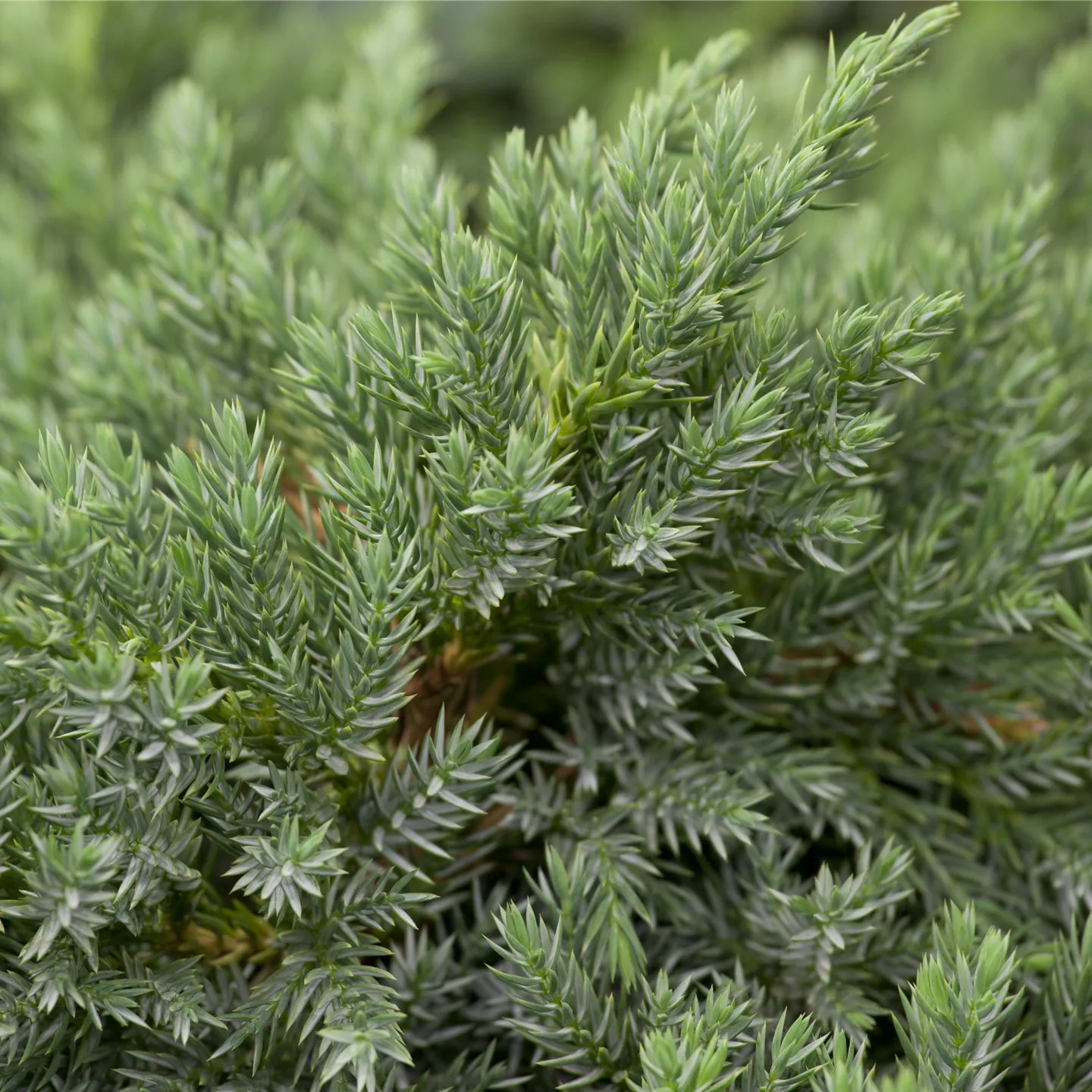 Juniperus squamata 'Blue Carpet'