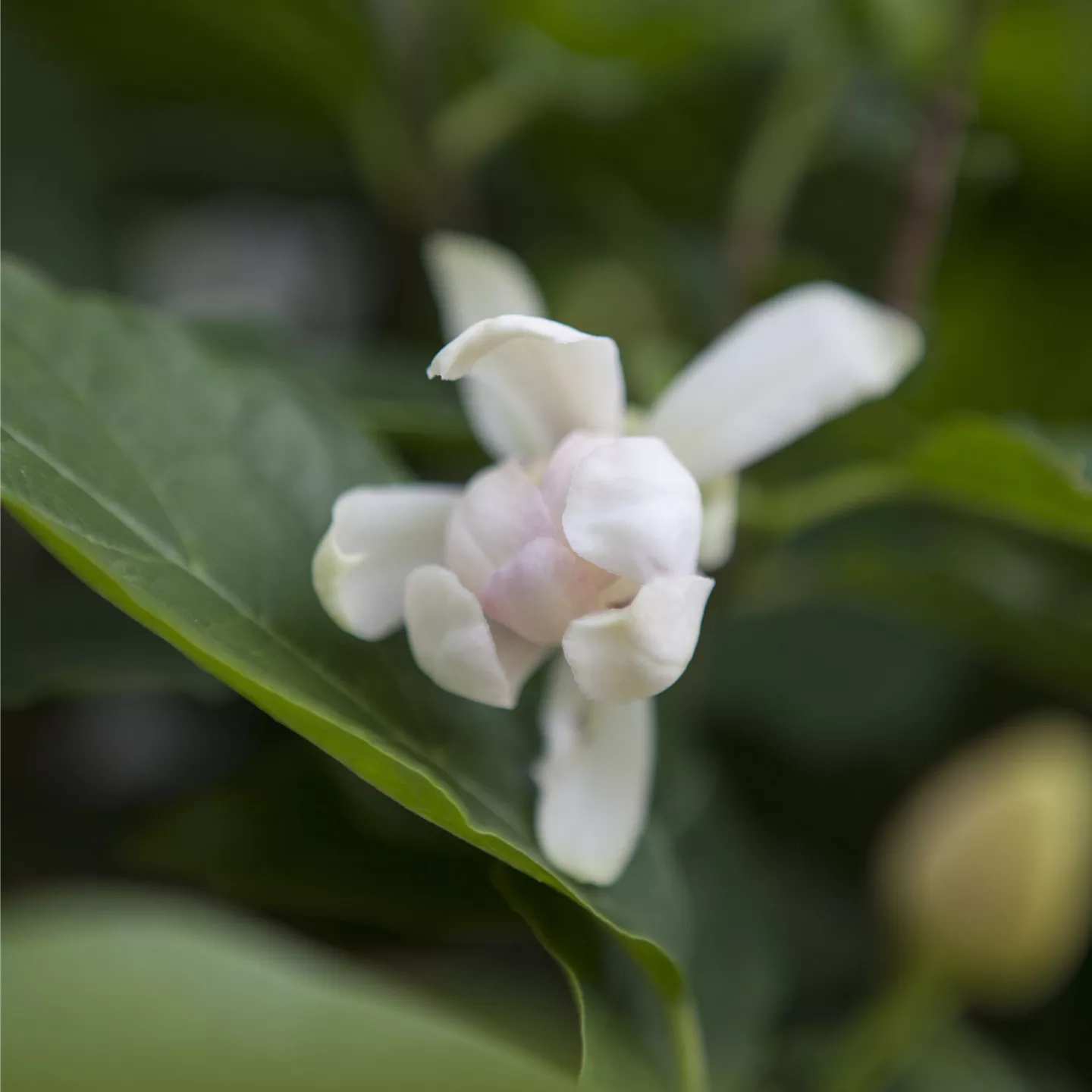 Calycanthus 'Venus'