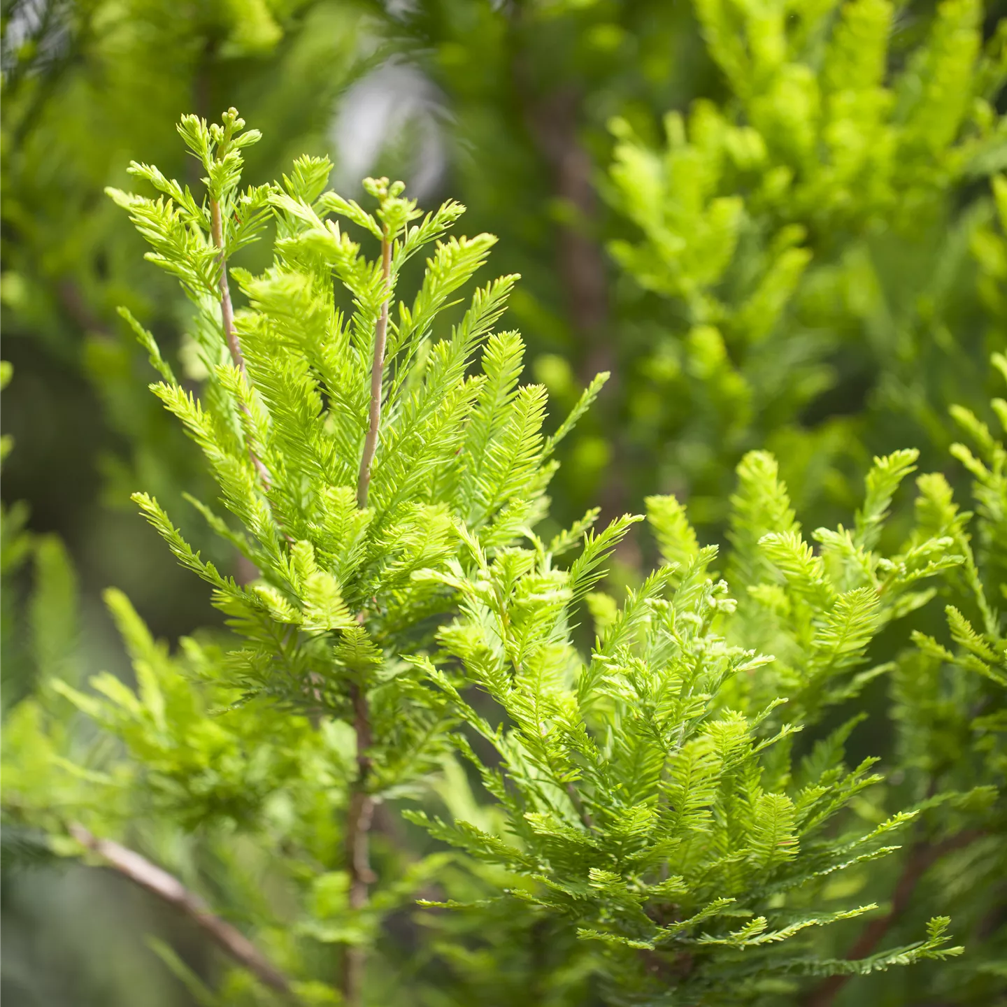 Taxodium distichum 'Peve Minaret'