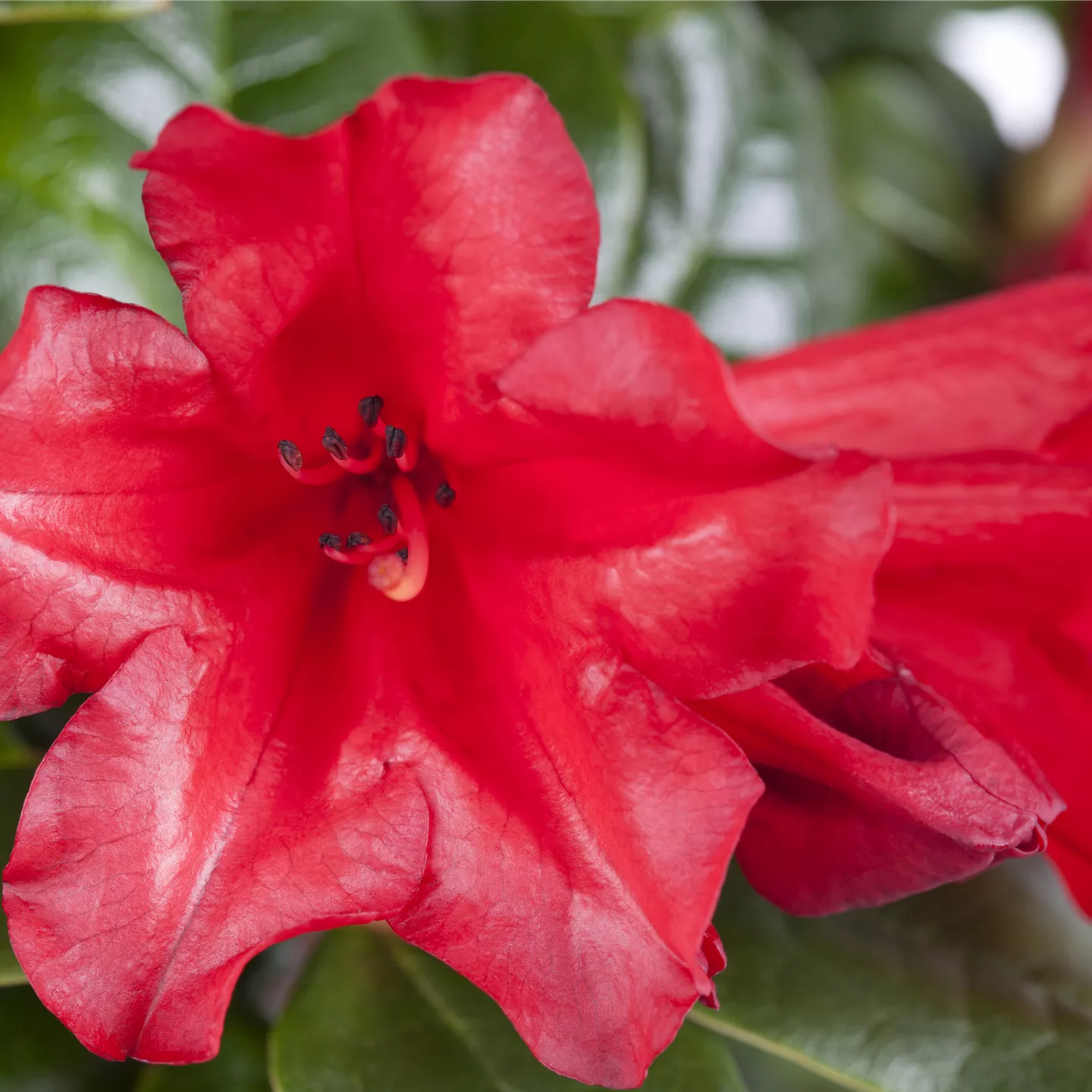 Rhododendron repens 'Scarlet Wonder'