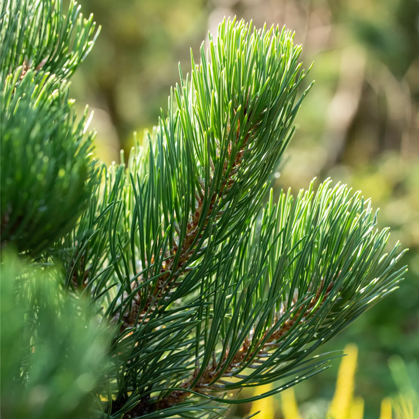 Pinus nigra 'Oregon Green'