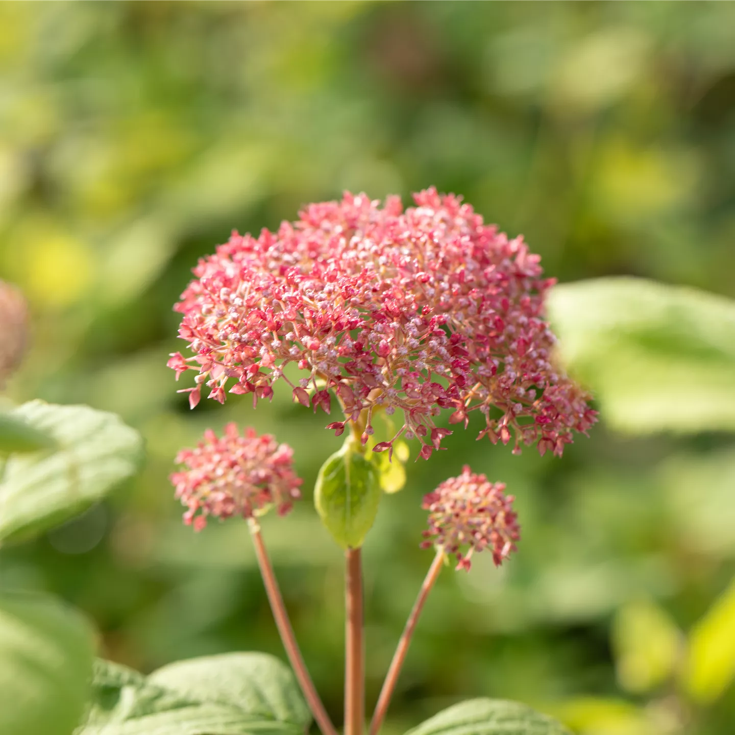 Hydrangea arbor.'Pink Annabelle' -R-