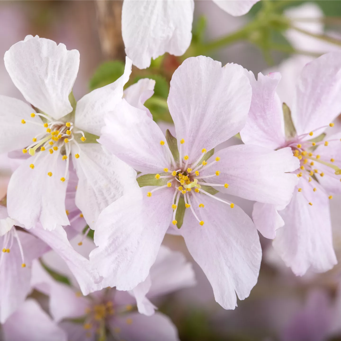 Prunus kurilensis 'Brillant'