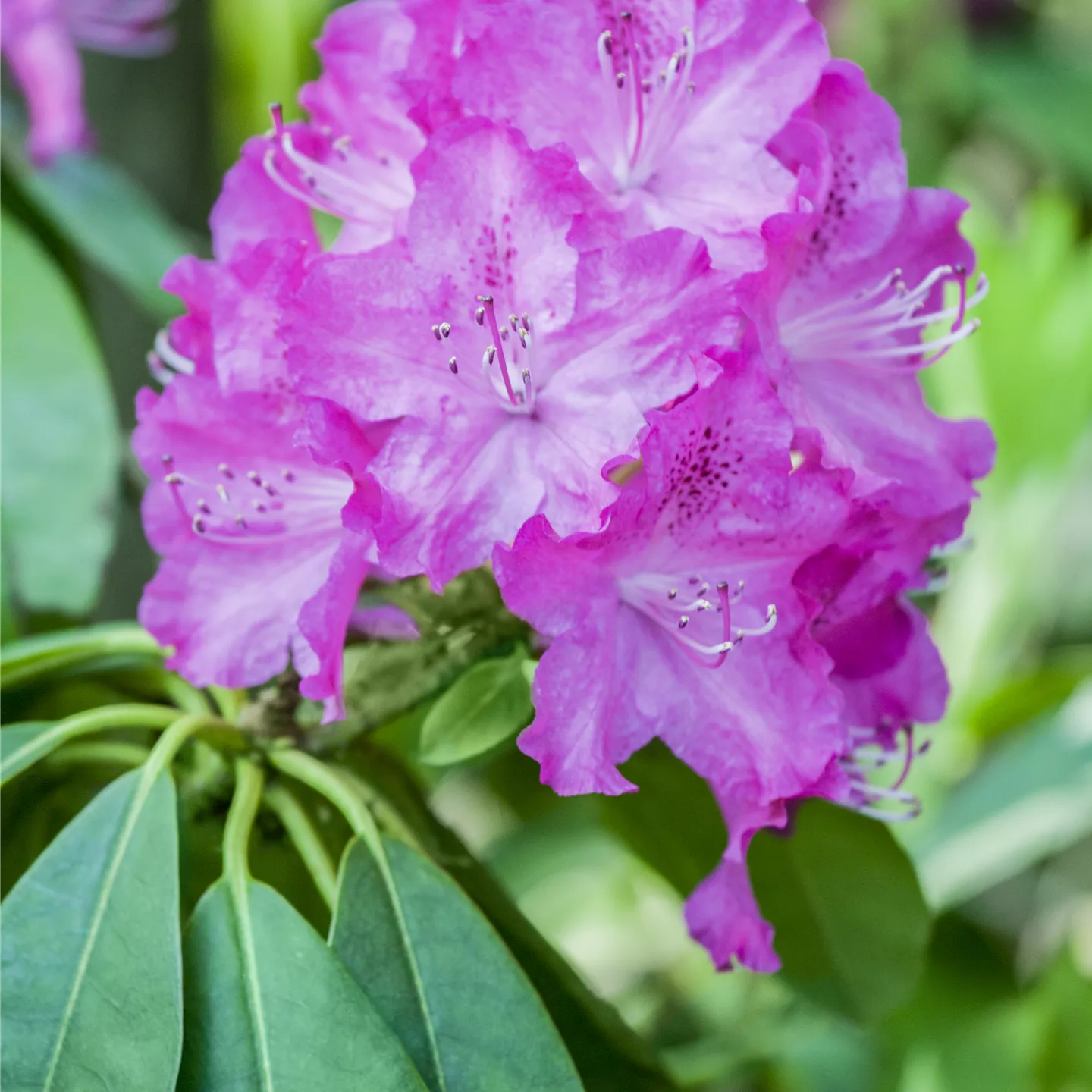 Rhododendron carolin.'P.J.Mezitt'