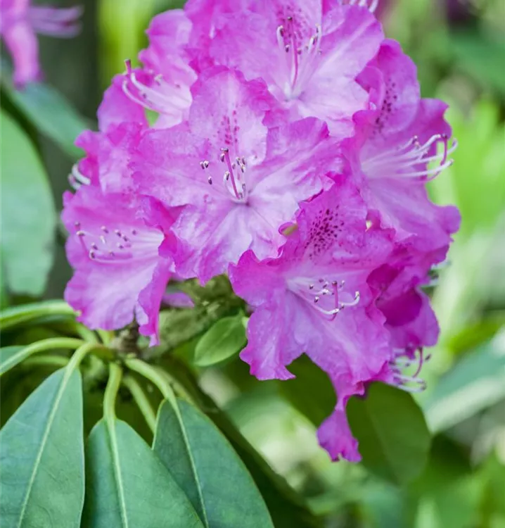 Rhododendron