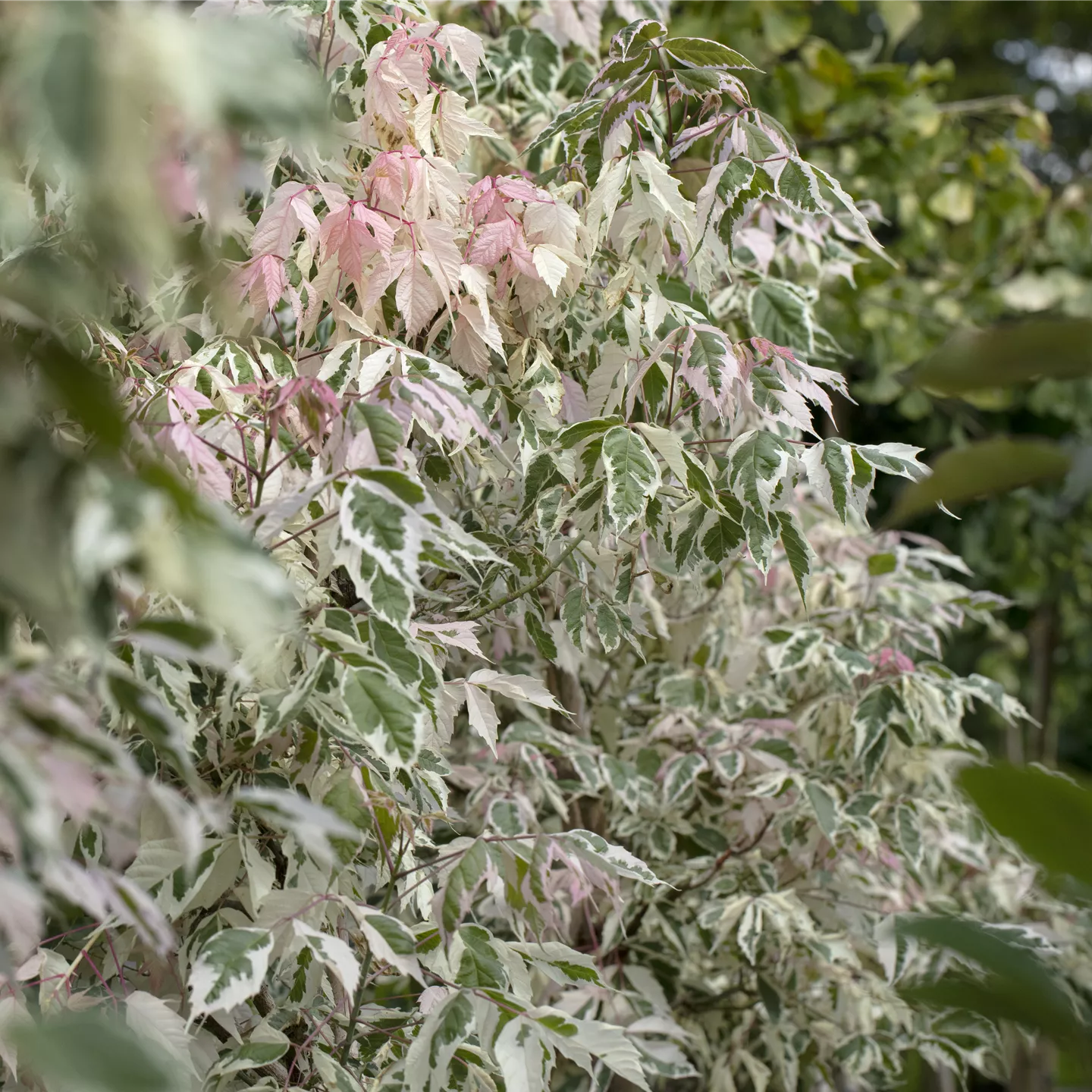 Acer negundo 'Flamingo'