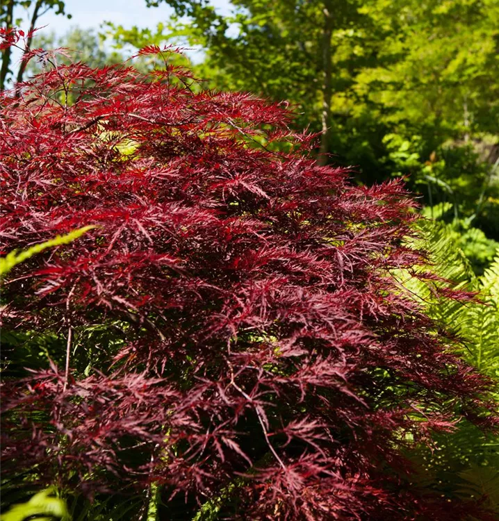 Roter schmalblättriger Fächer-Ahorn