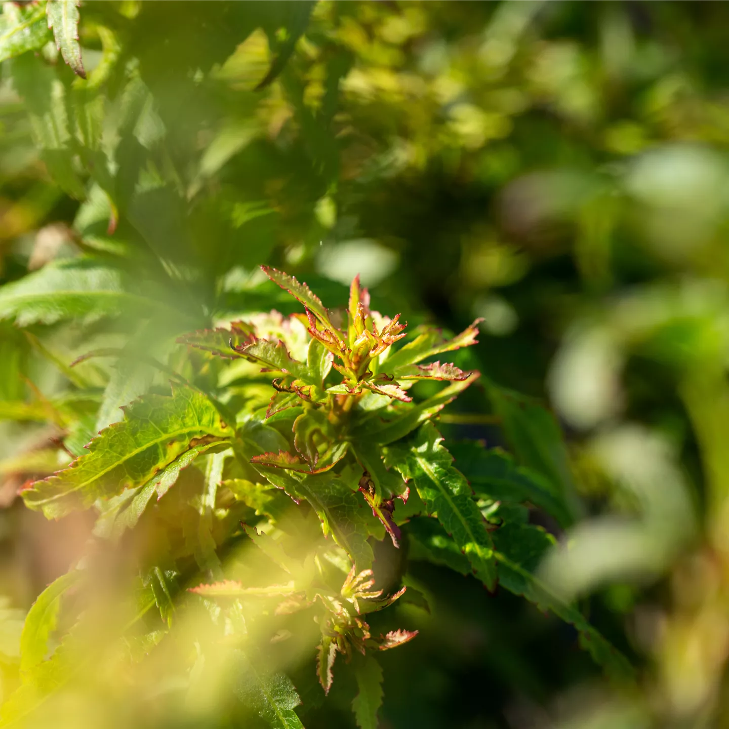 Acer palmatum 'Sharp's Pygmy'