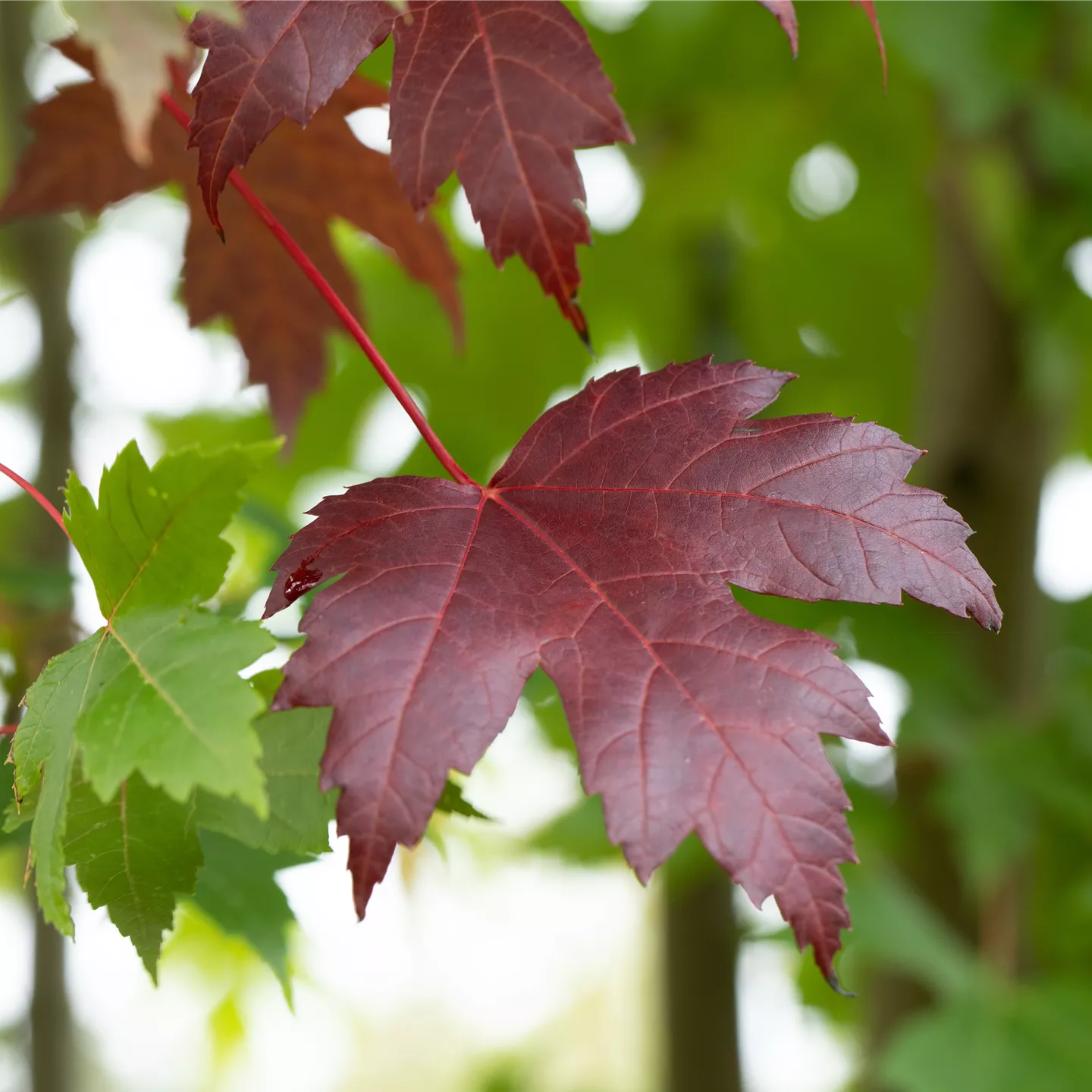 Acer platanoides 'Royal Red'