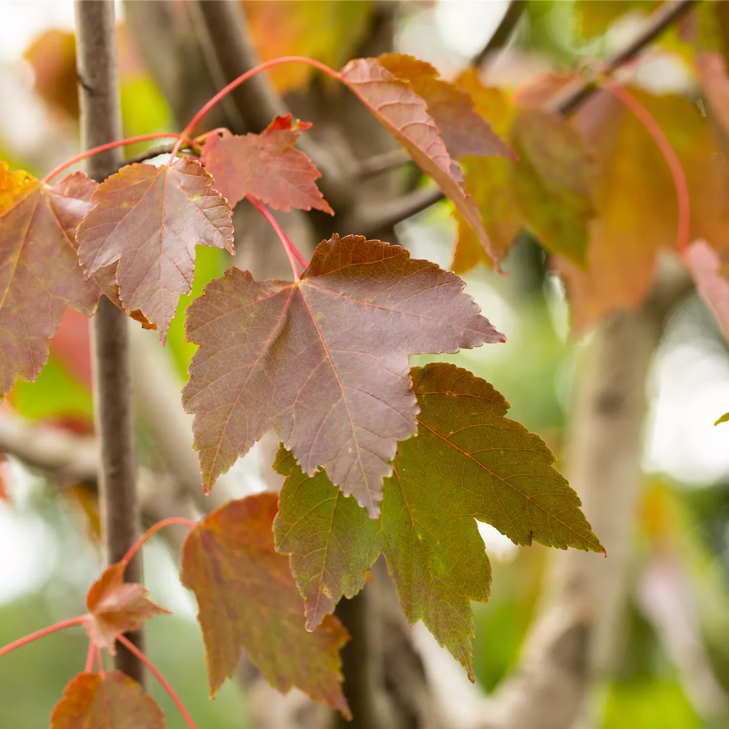 Acer rubrum 'October Glory'