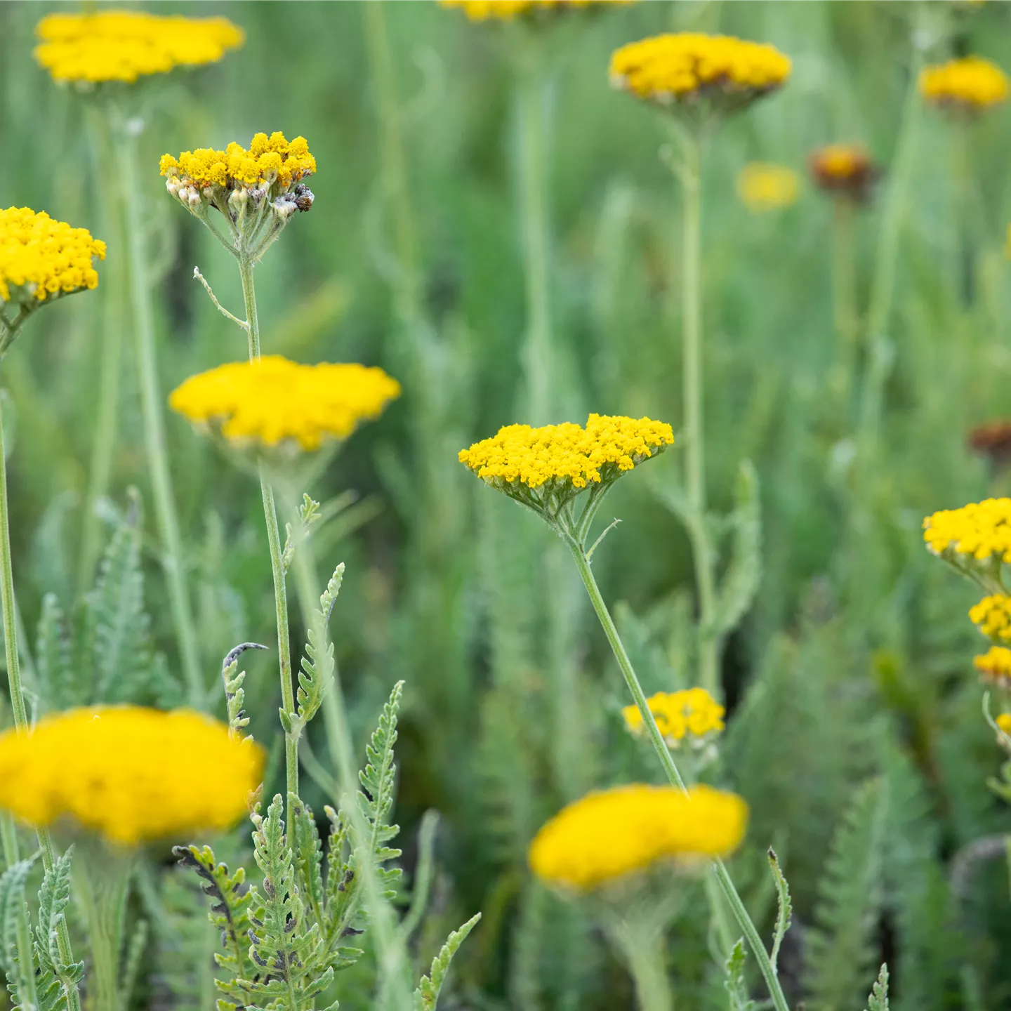 Achillea filipendulina 'Coronation Gold'