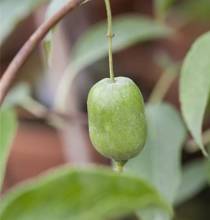 Mini-Kiwi