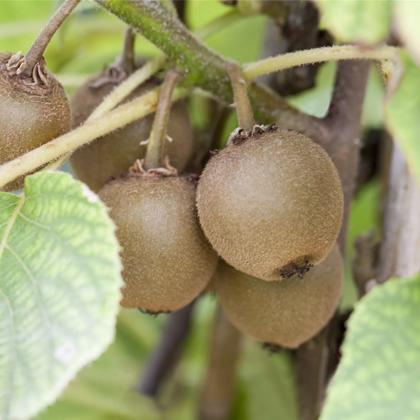 Actinidia chinensis 'Solo'