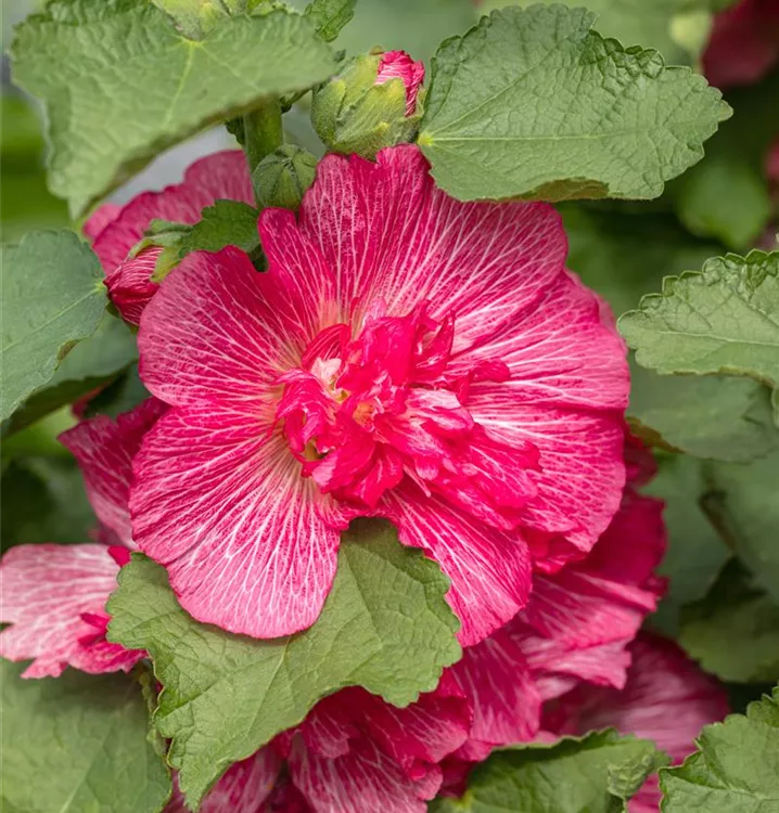 Gefülltblühende Stockrose