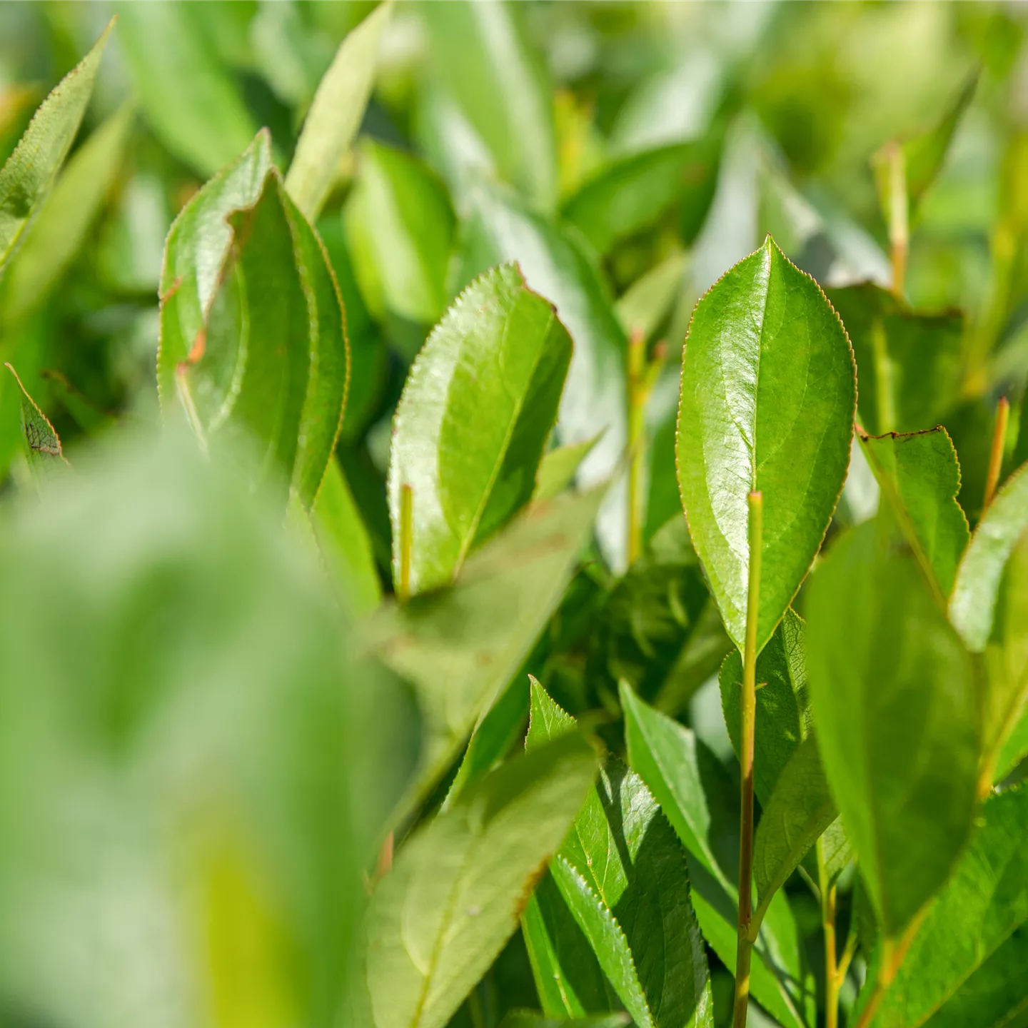 Aronia prunifolia 'Nero'