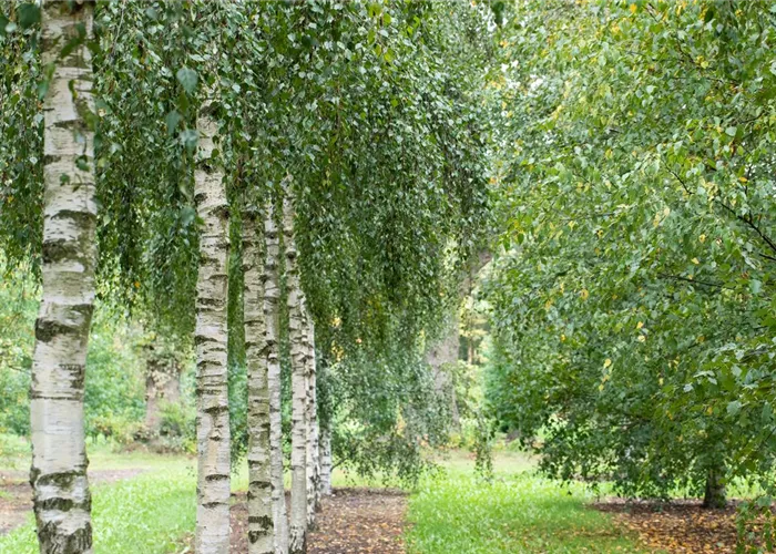 Betula pendula