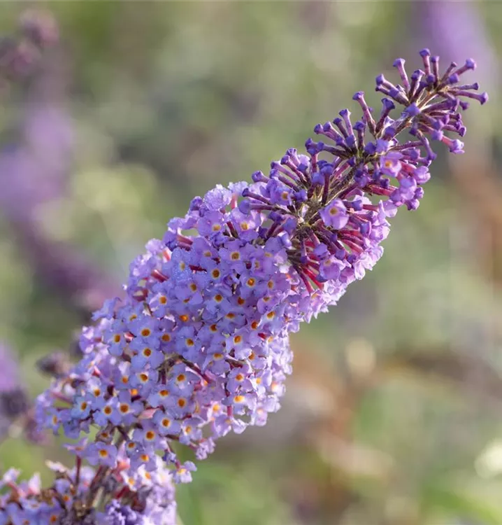 Zwerg-Sommerflieder 'Summer Bird Violet'