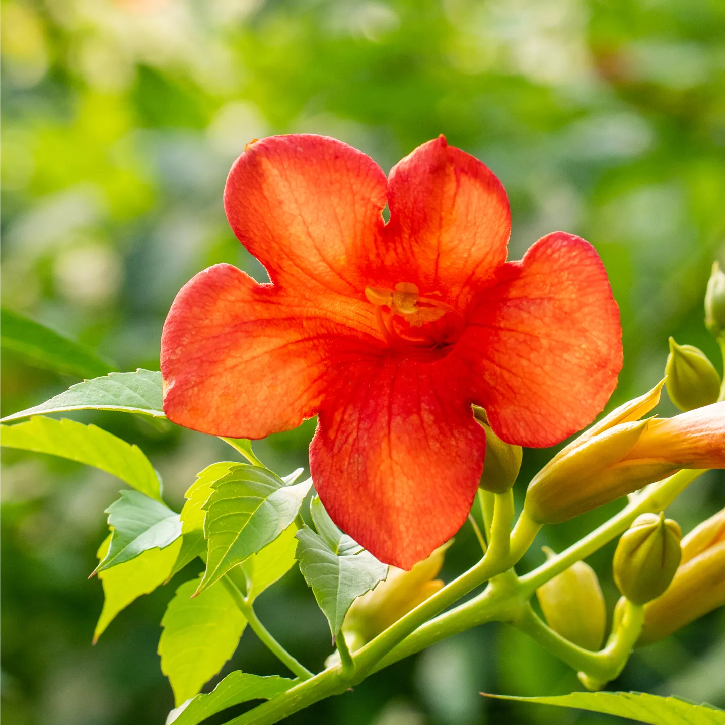 Campsis tagliabuana 'Mme Galen'