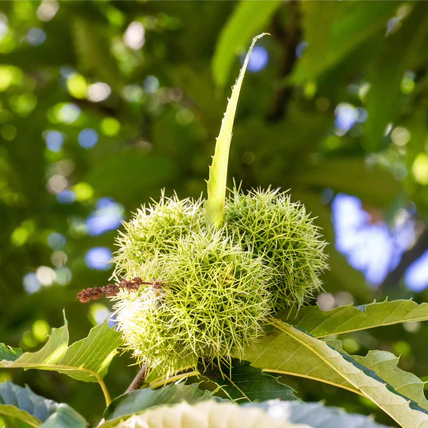 Castanea sativa 'Belle Epine' CAC