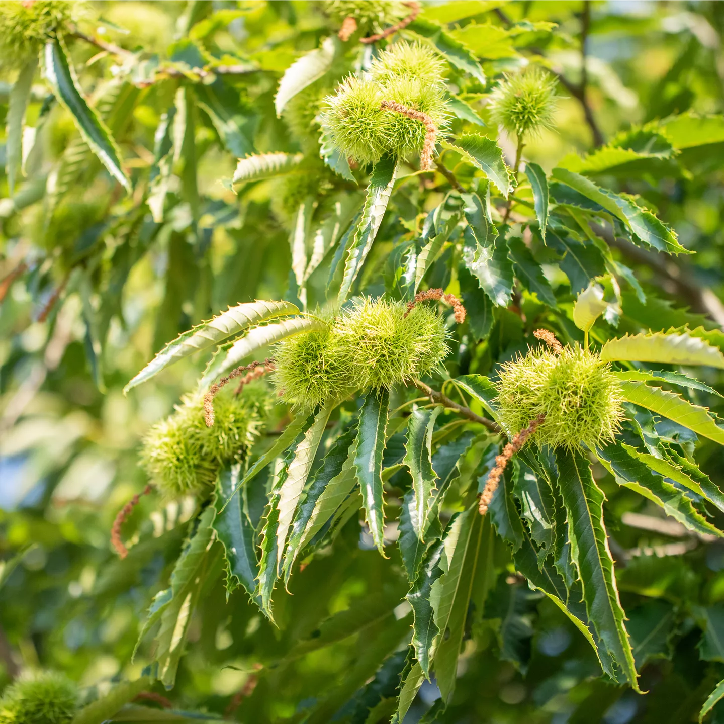 Castanea sativa 'Ecker'