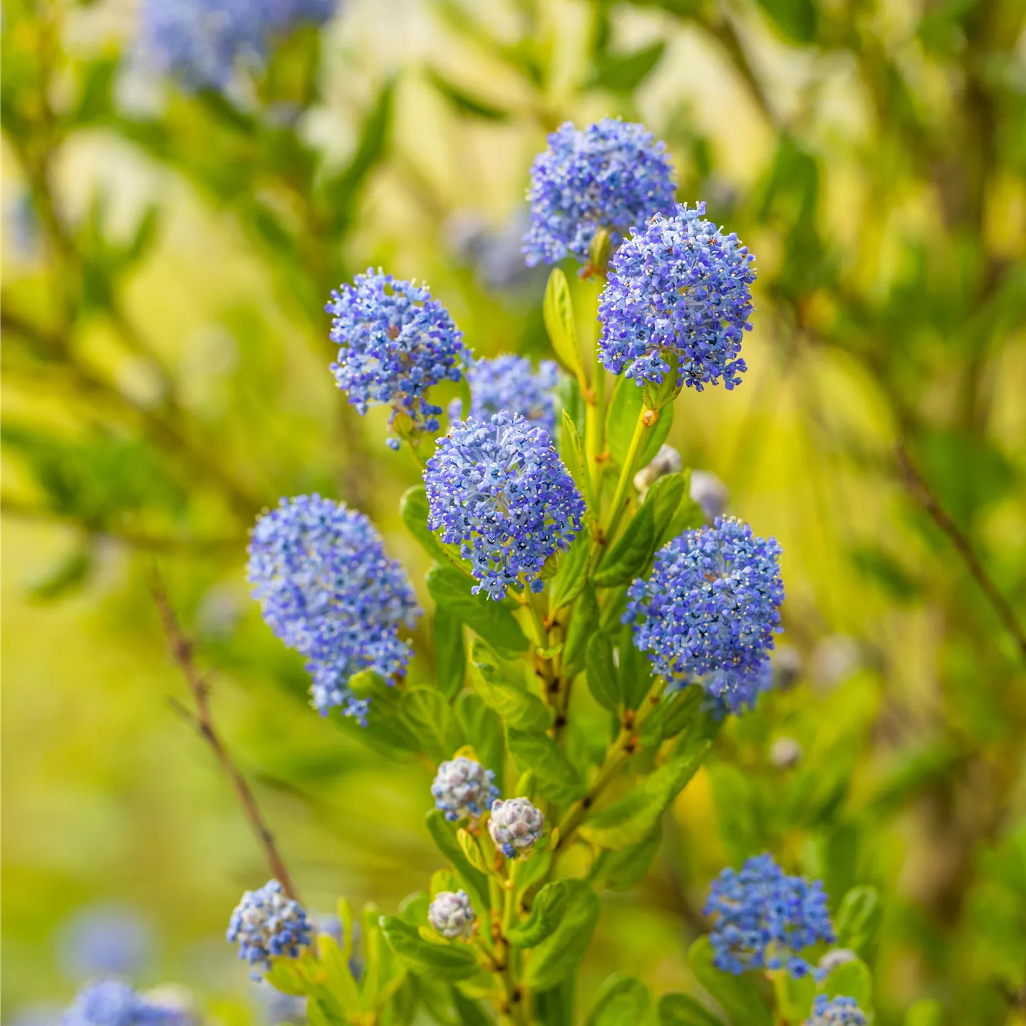 Ceanothus impressus 'Victoria'