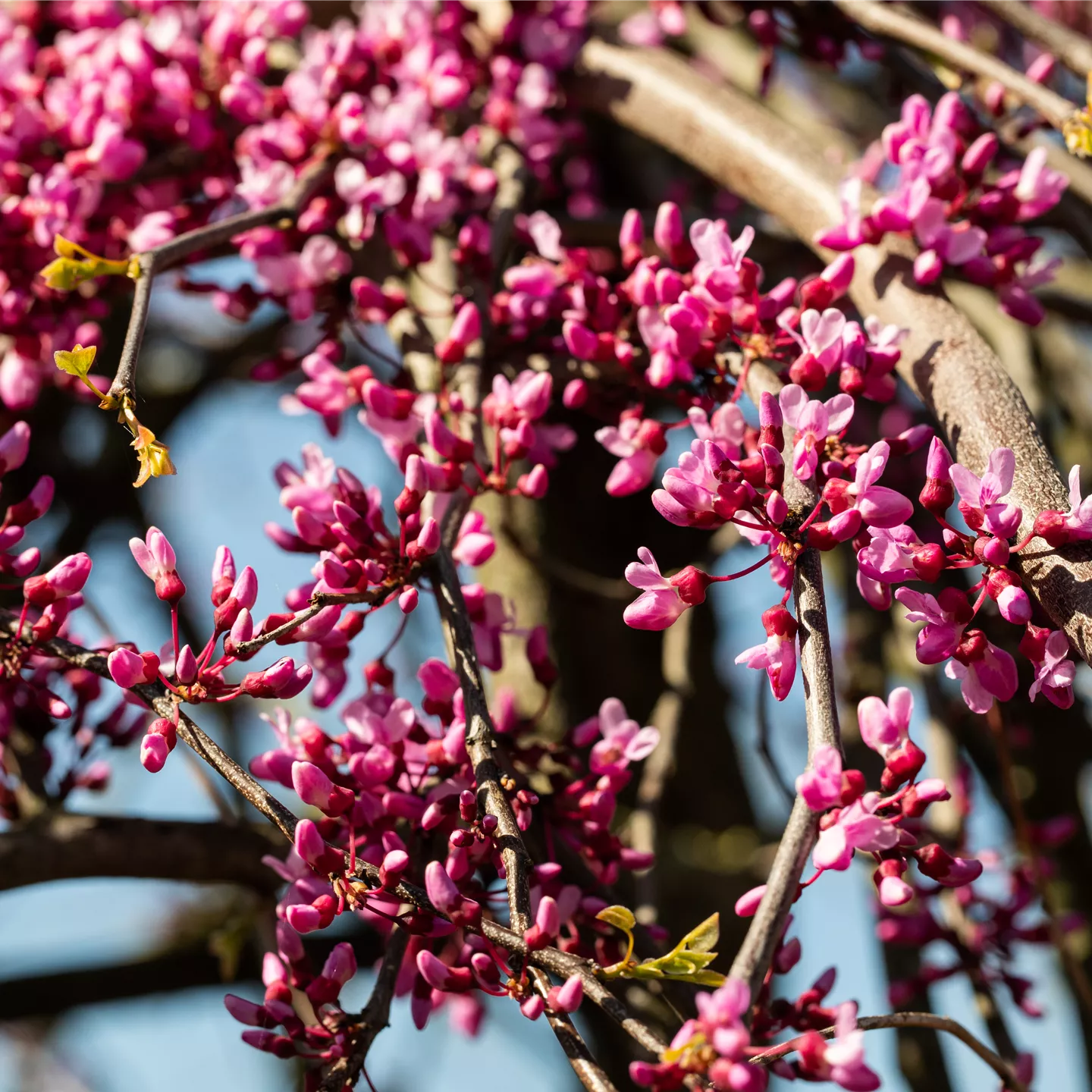 Cercis canadensis 'Lavender Twist'