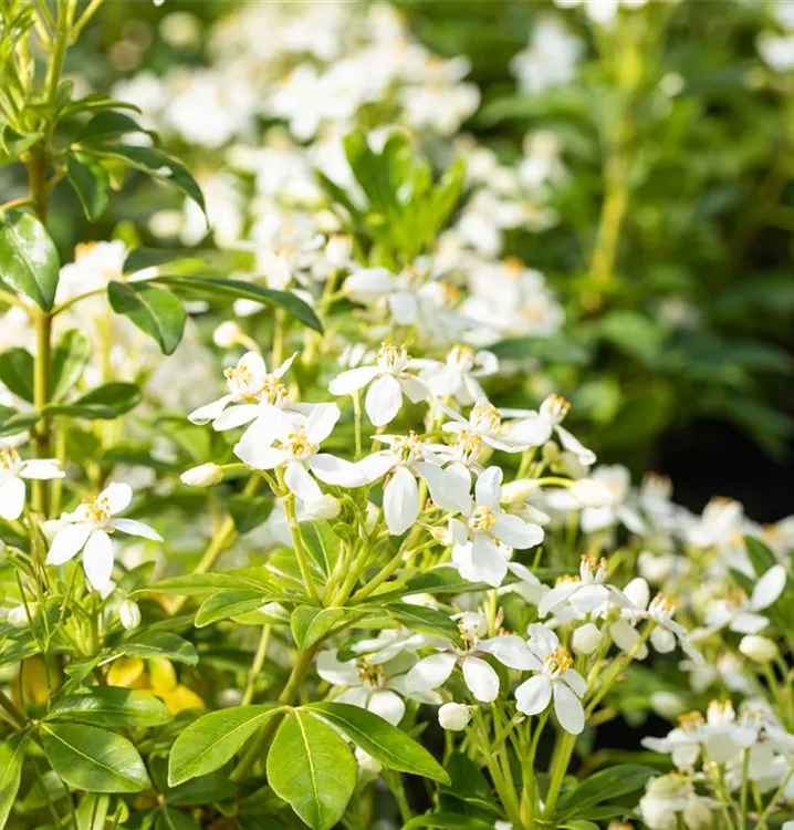 Orangenblüte