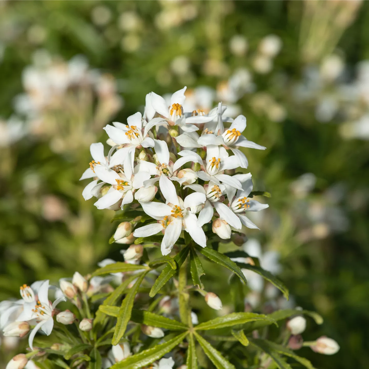 Choisya ternata 'White Dazzler' -S-