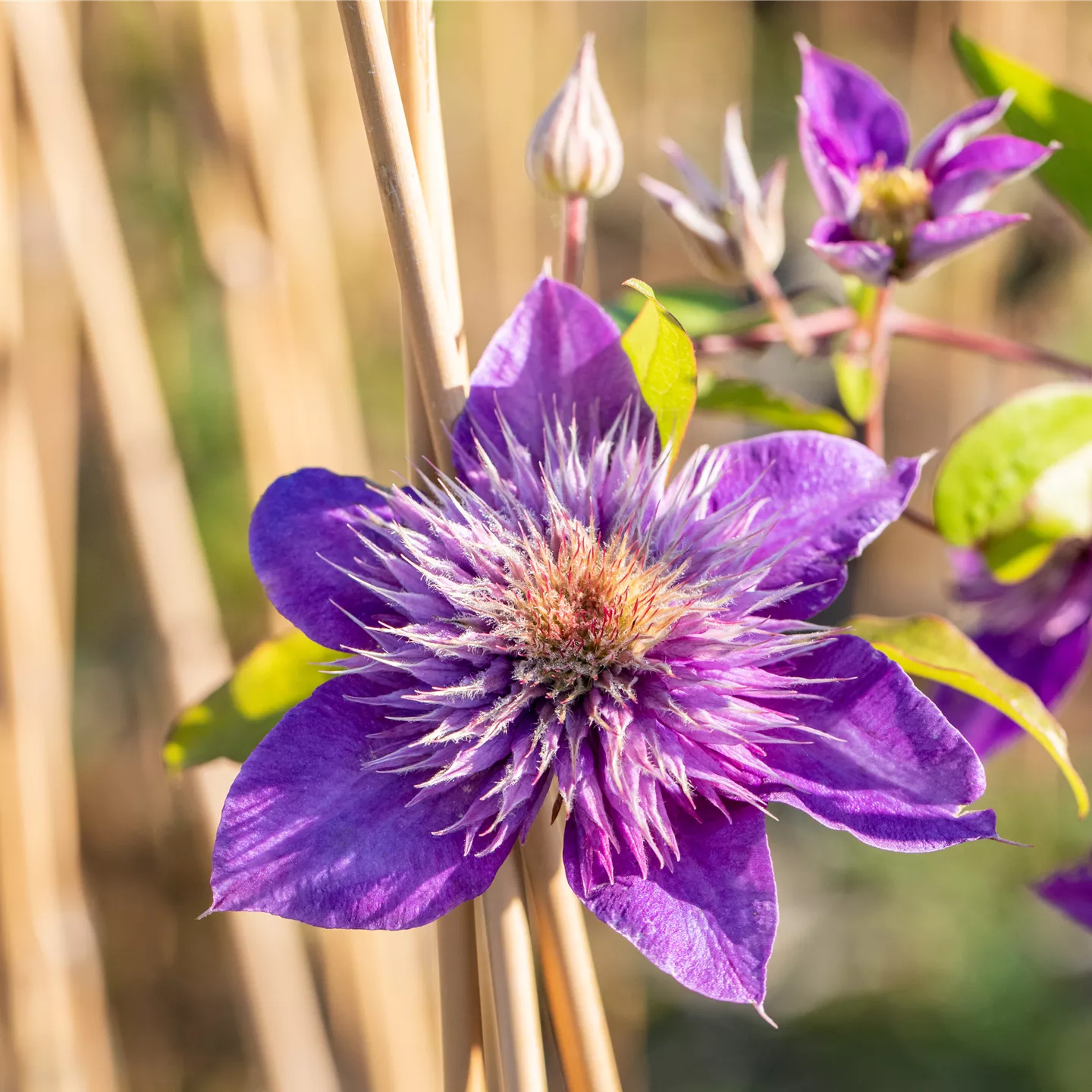 Clematis 'Multi Blue'