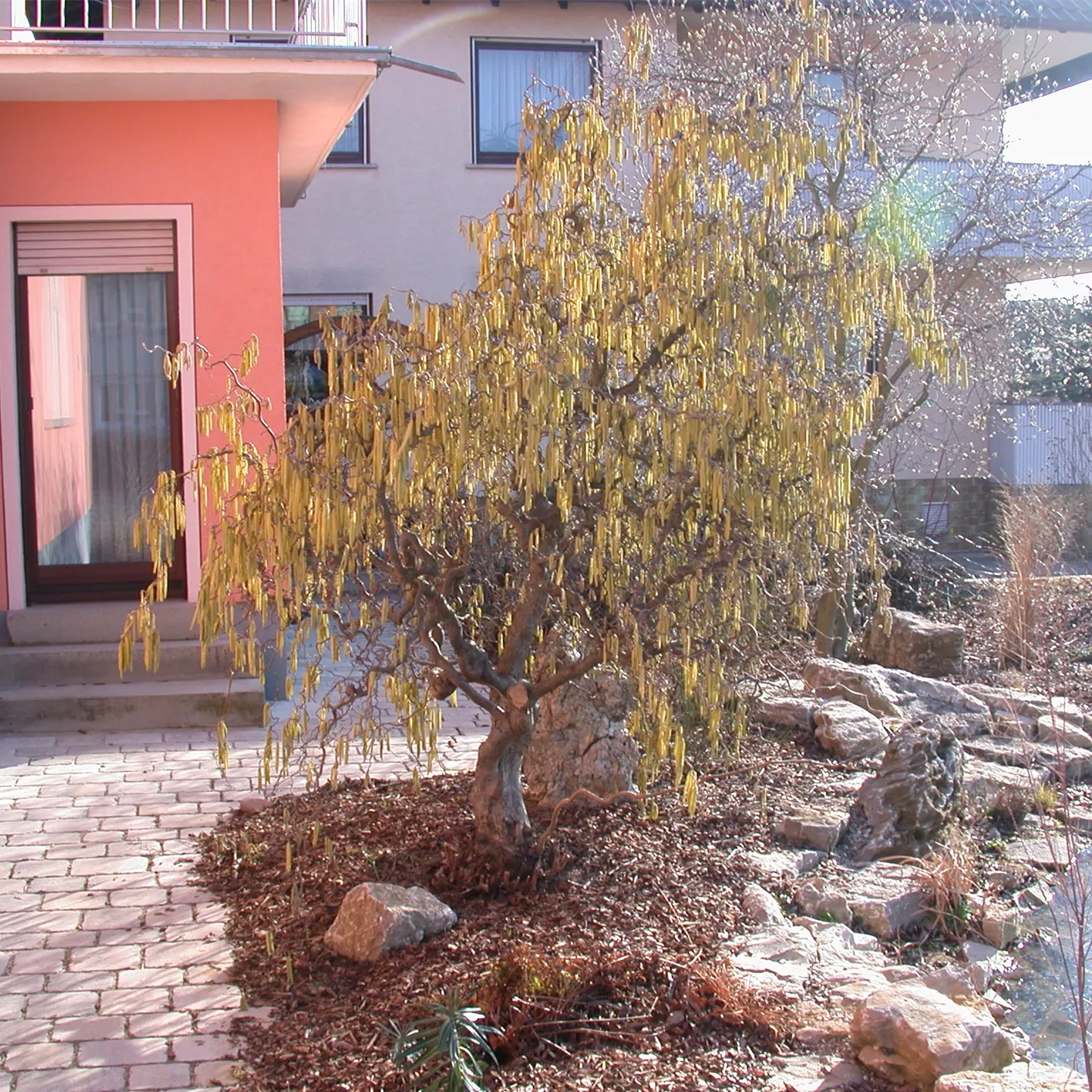 Corylus av.'Contorta'