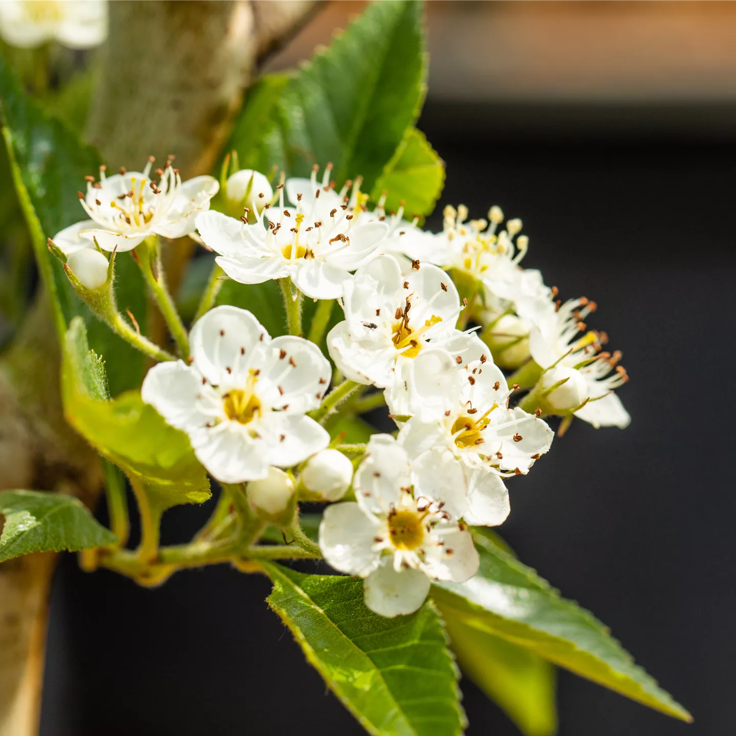 Crataegus lavallei 'Carrierei'