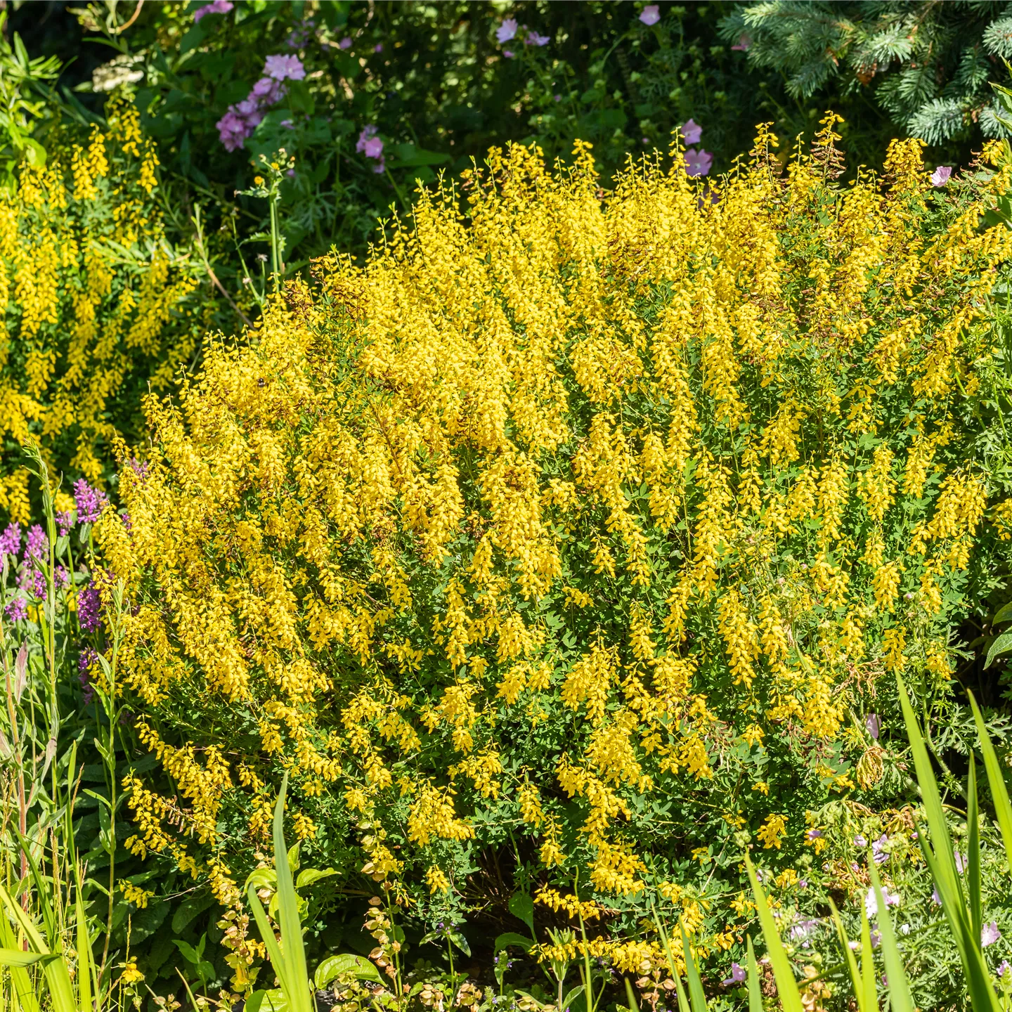 Cytisus Hybr. i.S.