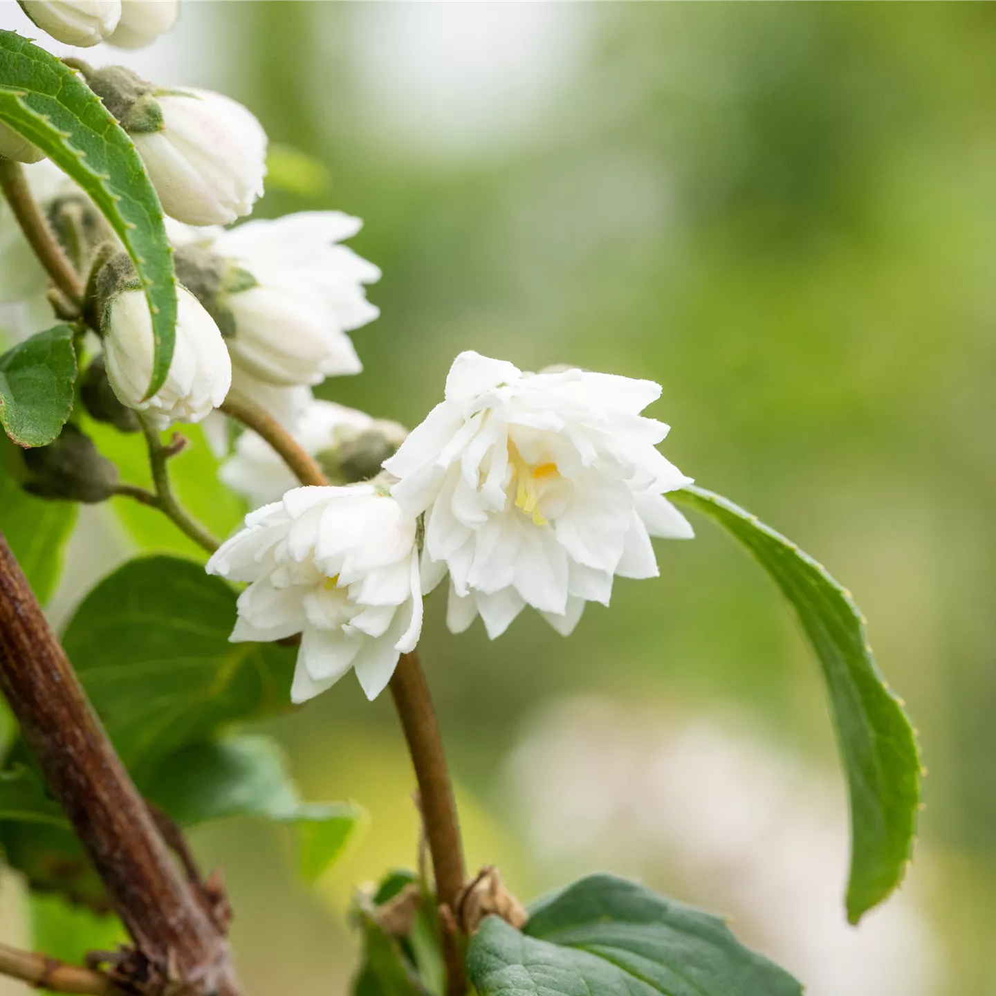 Deutzia scabra 'Plena'