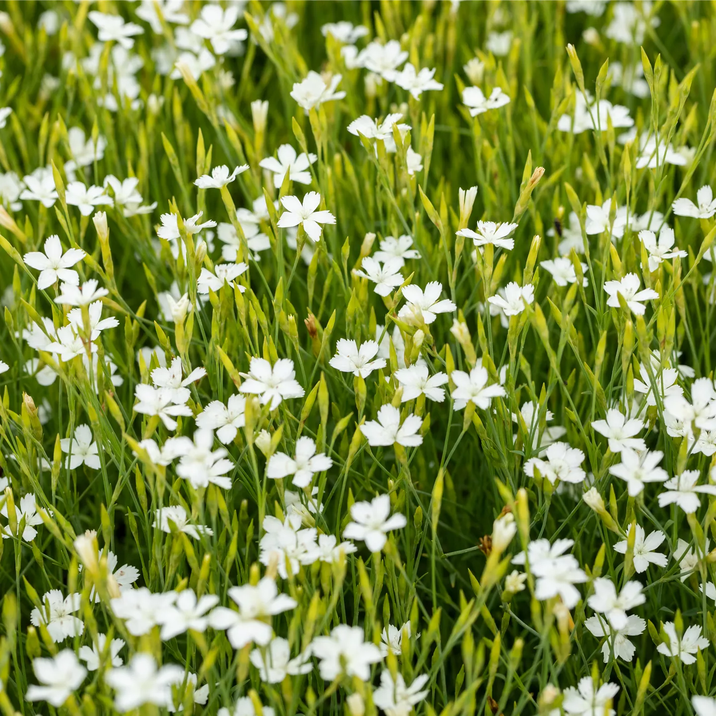 Dianthus deltoides 'Albus'