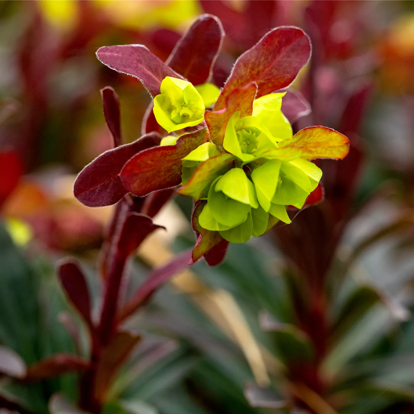 Euphorbia amygdaloides 'Purpurea'