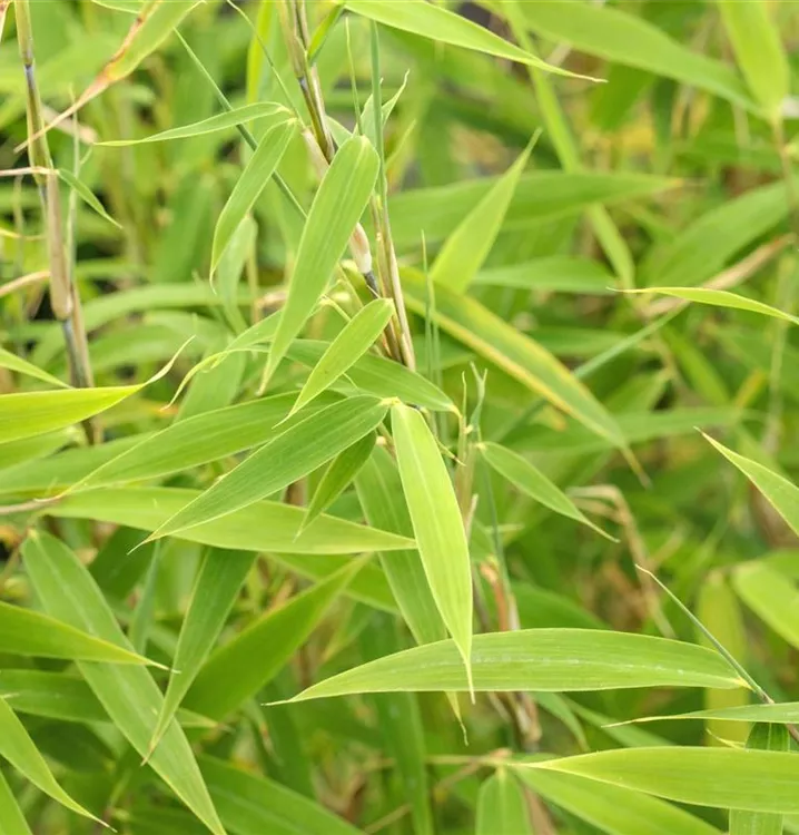 Bambus 'Green Lion'