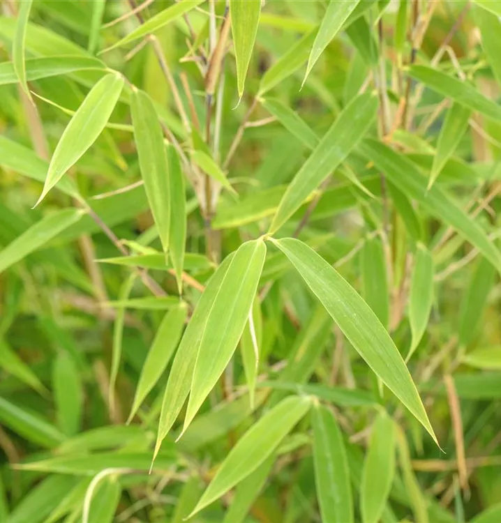 Bambus 'Green Lion'