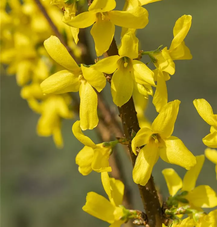 Goldglöckchen, Forsythie