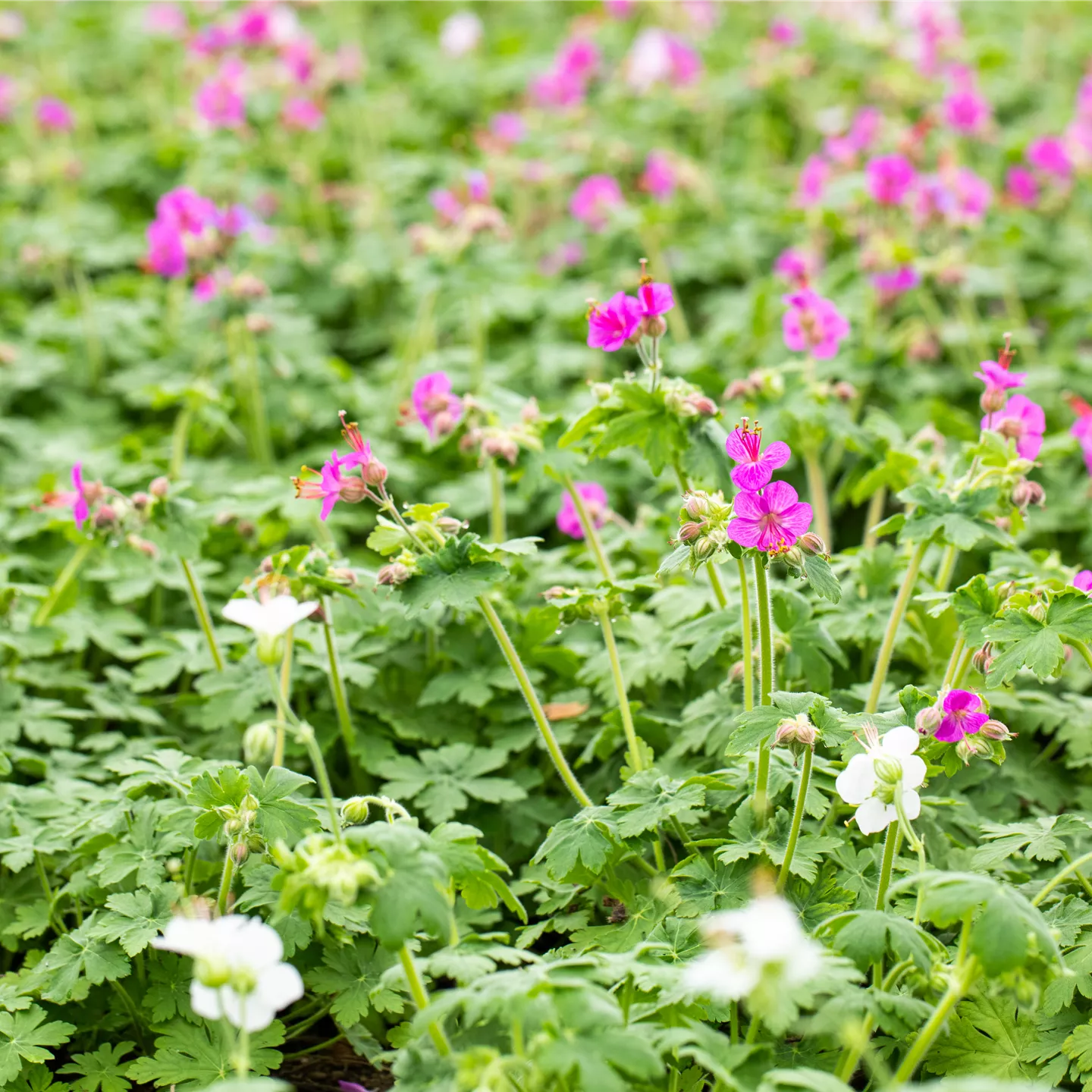 Geranium macrorrhizum