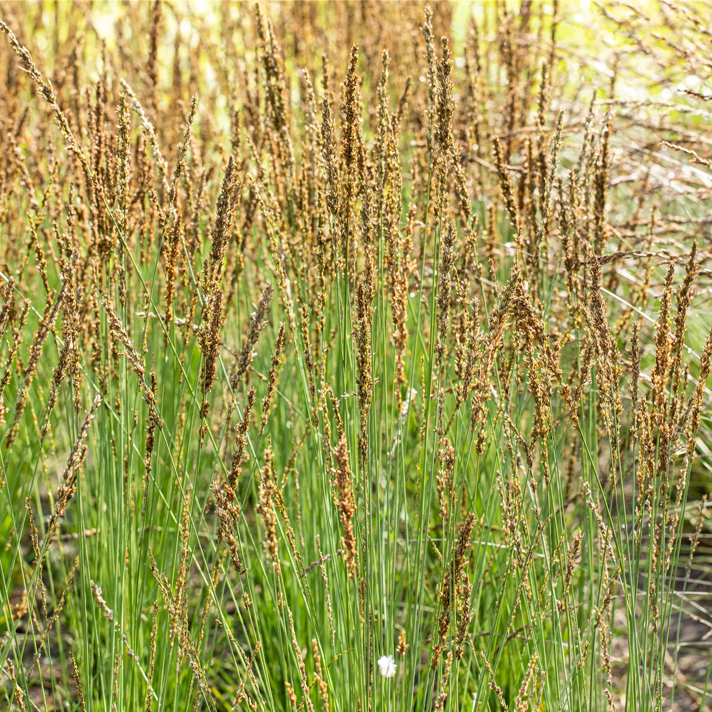 Molinia caerulea 'Moorhexe'