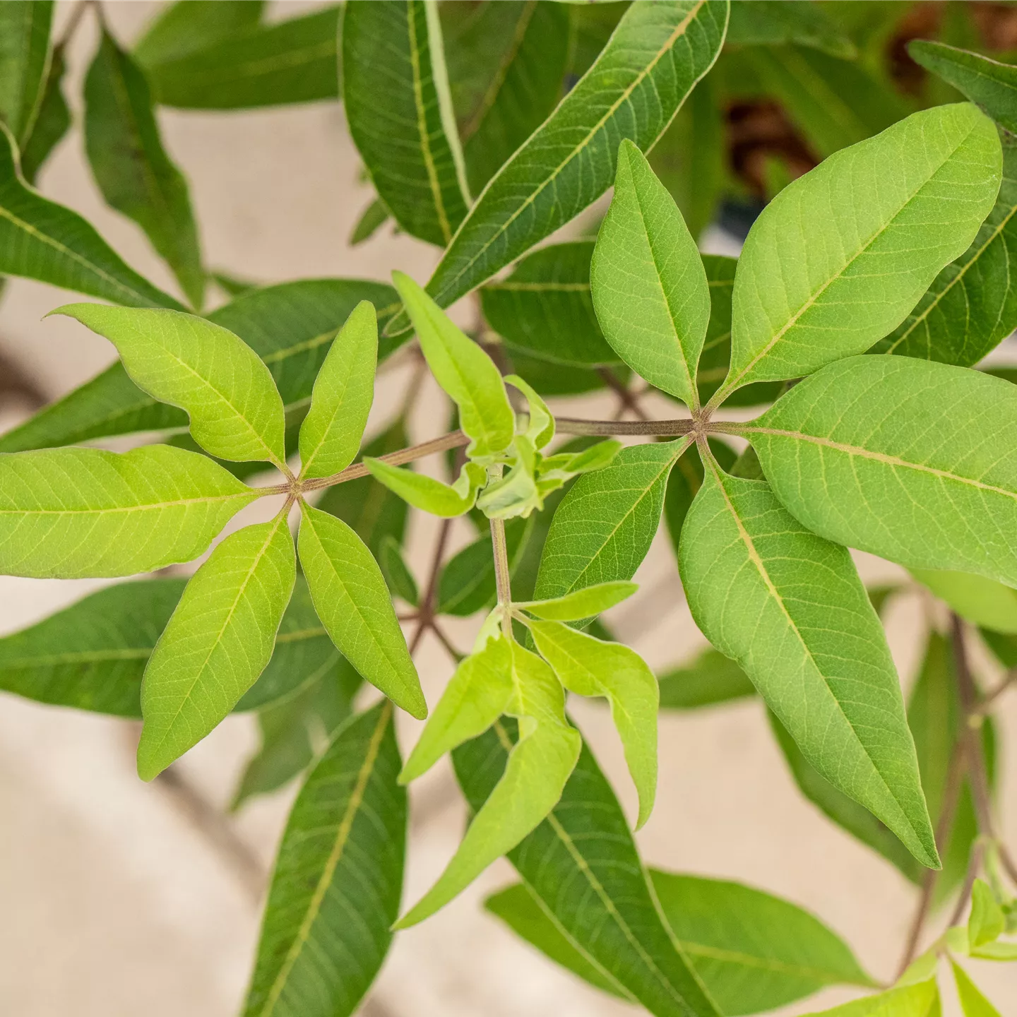 Vitex agnus-castus 'Blue Diddley' -R-