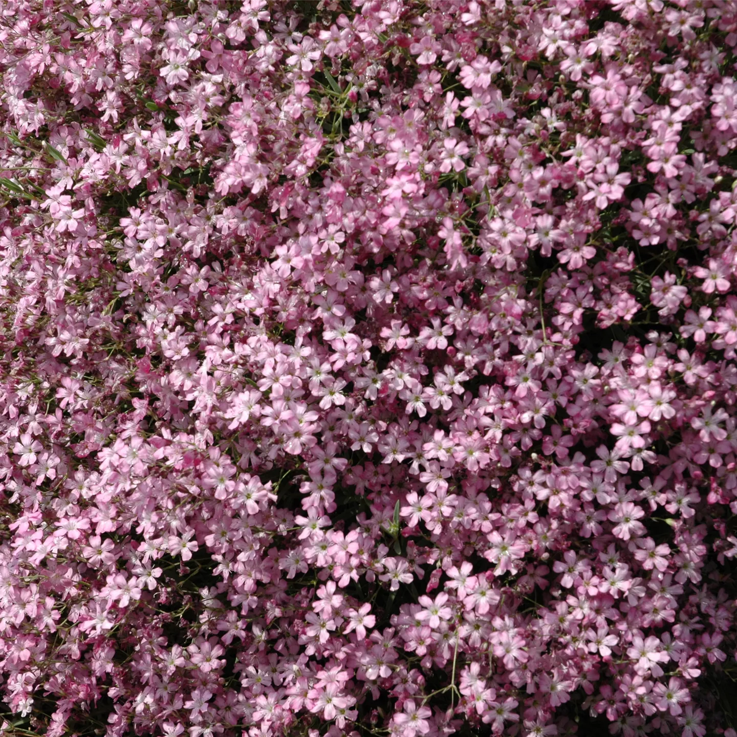 Gypsophila repens 'Filou Rose'