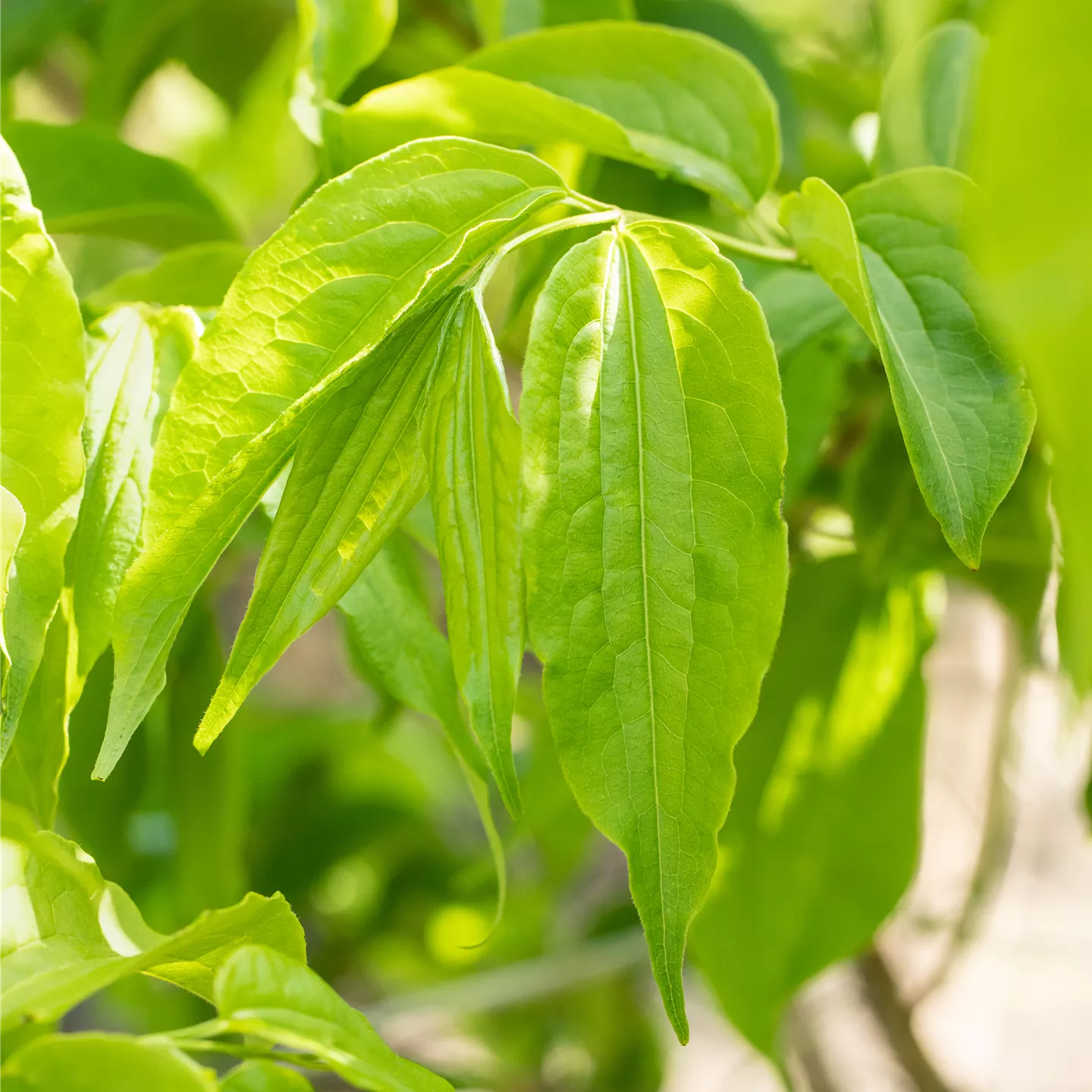 Heptacodium miconioides